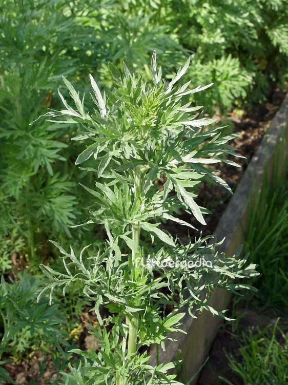 Artemisia absinthium - Wormwood (100330)