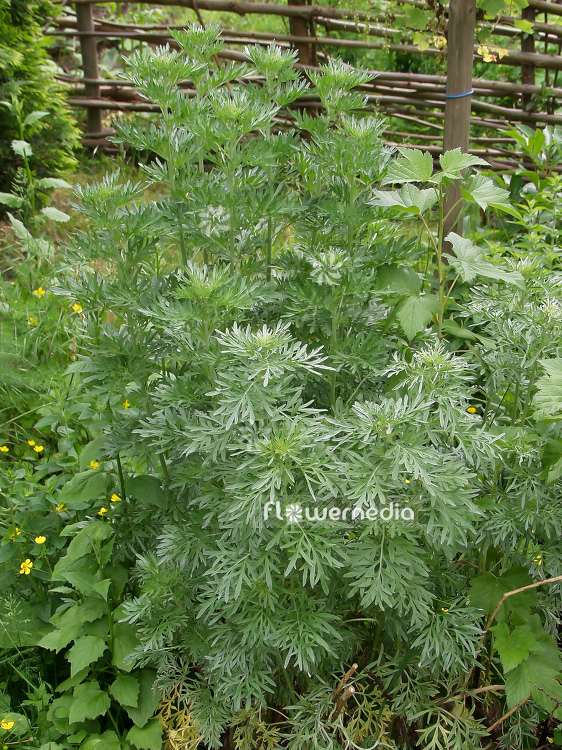 Artemisia absinthium - Wormwood (100331)
