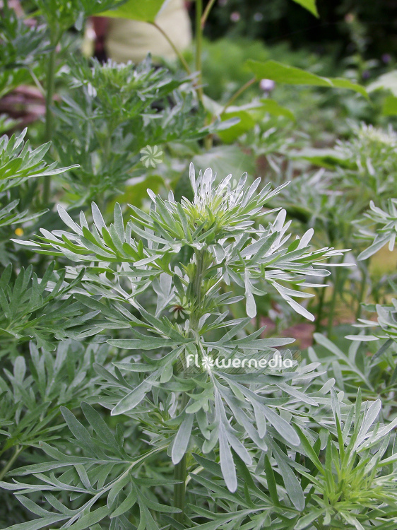Artemisia absinthium - Wormwood (100332)