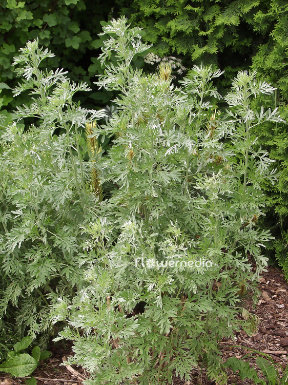 Artemisia absinthium - Wormwood (100333)
