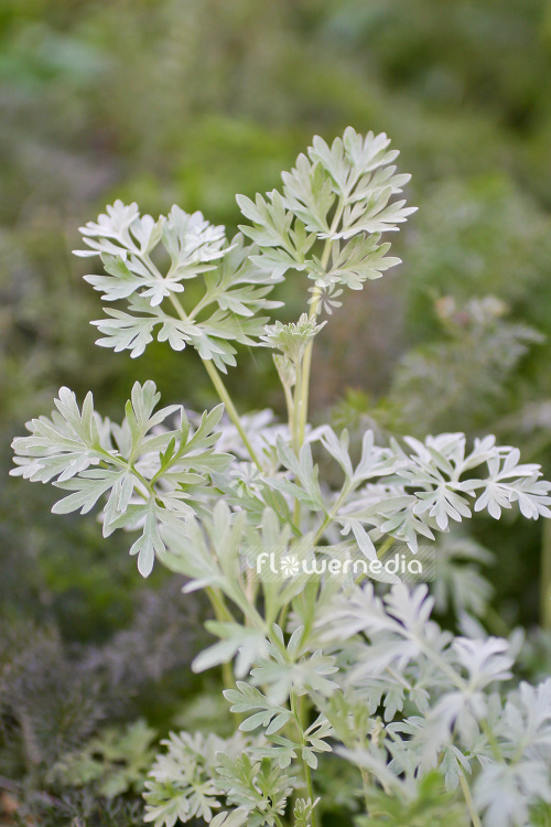 Artemisia absinthium - Wormwood (102534)