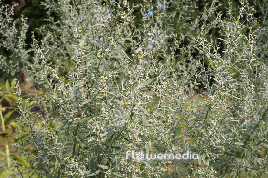 Artemisia absinthium - Wormwood (112786)