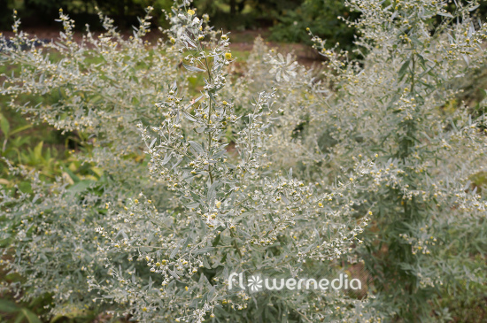 Artemisia absinthium - Wormwood (112787)