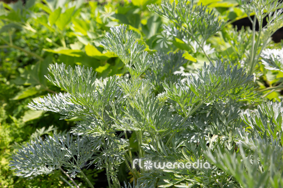 Artemisia absinthium - Wormwood (112790)