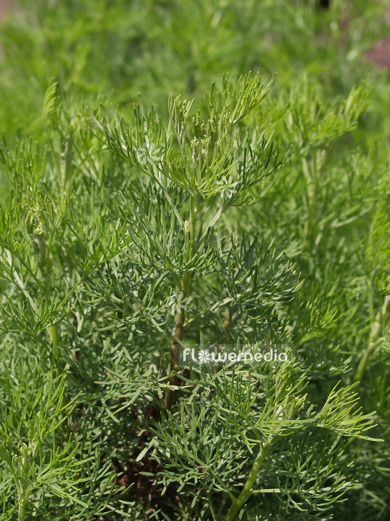 Artemisia alba - Camphor southernwood (100334)