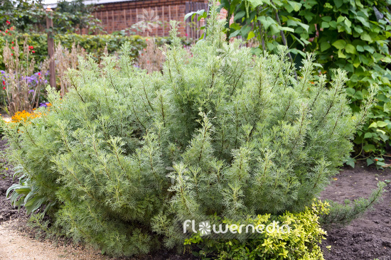 Artemisia alba - Camphor southernwood (102535)