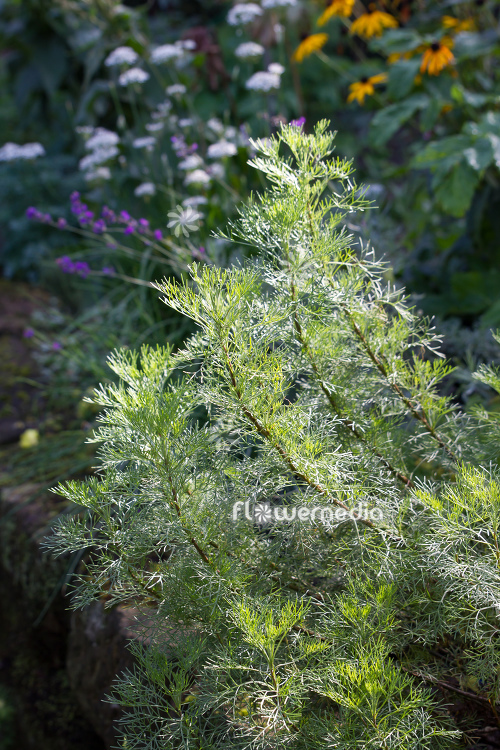 Artemisia alba - Camphor southernwood (112794)