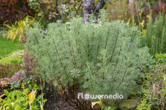 Artemisia alba - Camphor southernwood (112795)