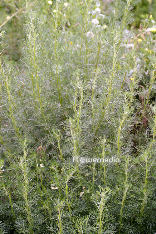 Artemisia alba - Camphor southernwood (112796)