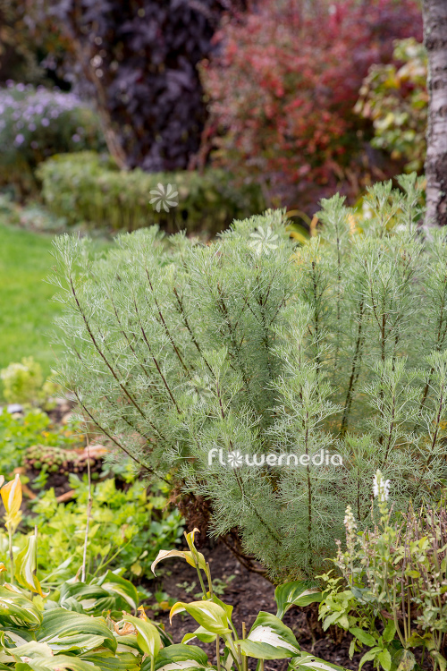 Artemisia alba - Camphor southernwood (112797)