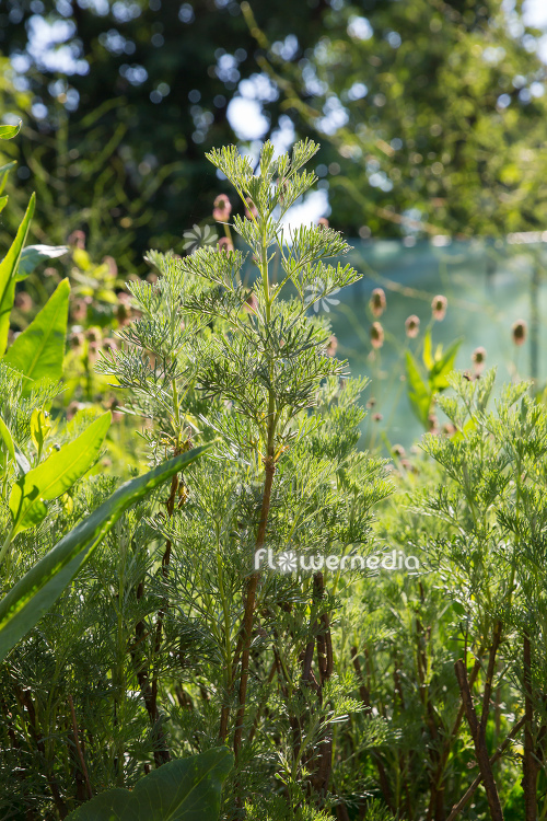 Artemisia alba - Camphor southernwood (112798)