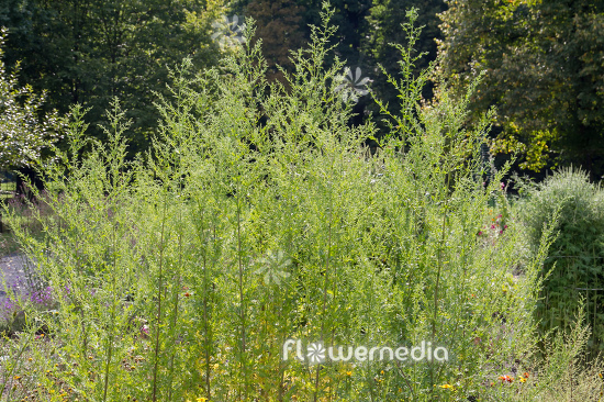 Artemisia annua - Sweet wormwood (112804)