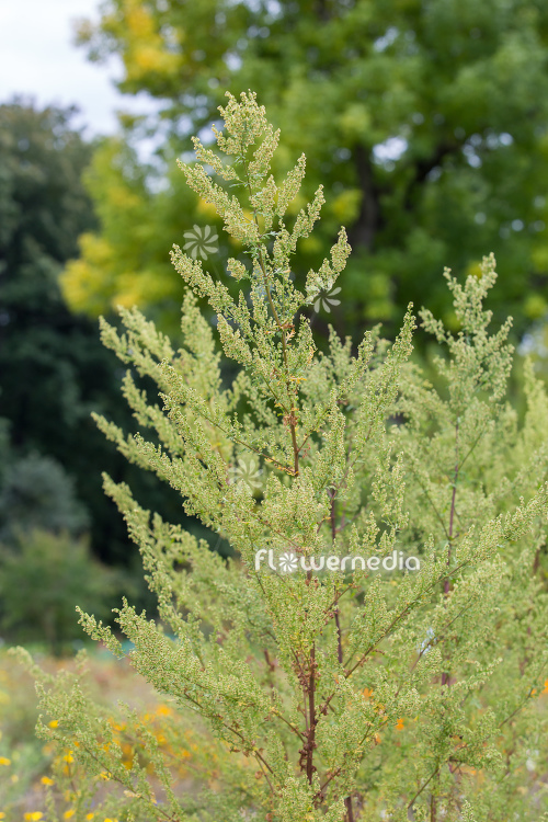 Artemisia annua - Sweet wormwood (112805)