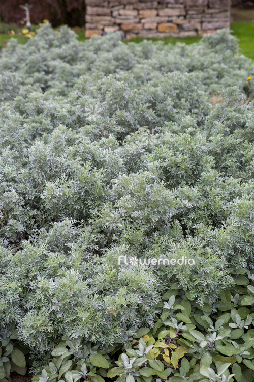 Artemisia arborescens - Tree wormwood (112806)