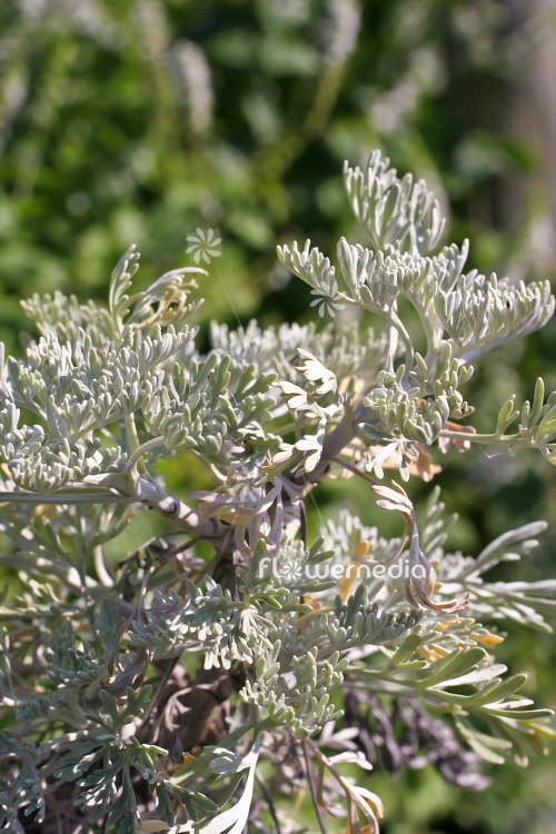 Artemisia arborescens 'Powis Castle' - Tree wormwood (112809)