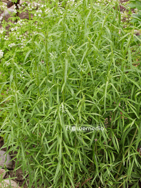 Artemisia dracunculus - German tarragon (100336)