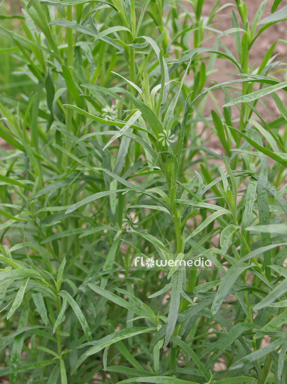 Artemisia dracunculus - German tarragon (100337)