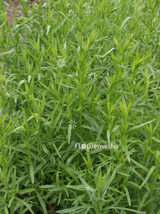 Artemisia dracunculus - German tarragon (100338)