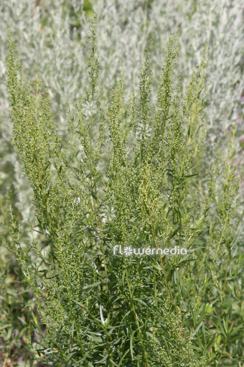 Artemisia dracunculus - German tarragon (112348)