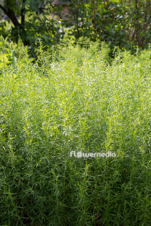 Artemisia dracunculus - German tarragon (112832)