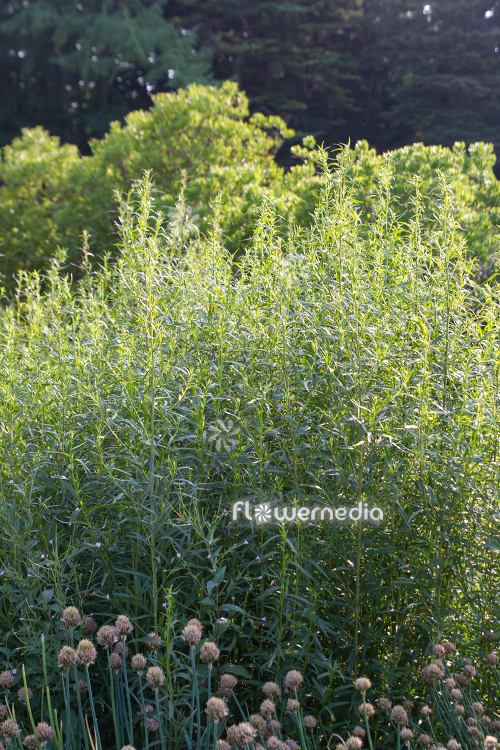 Artemisia dracunculus - German tarragon (112833)