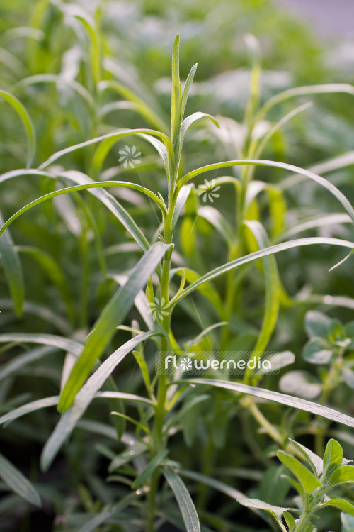 Artemisia dracunculus 'Sativa' - French tarragon (102536)