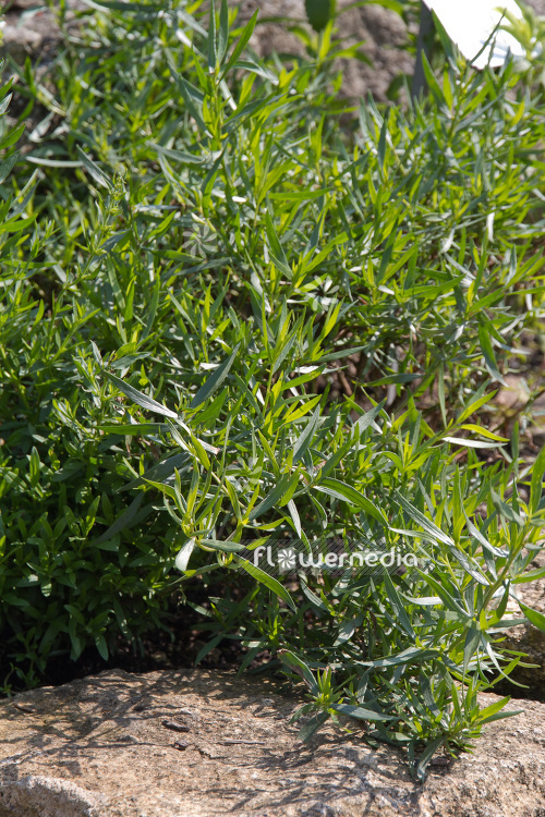 Artemisia dracunculus 'Sativa' - French tarragon (102537)
