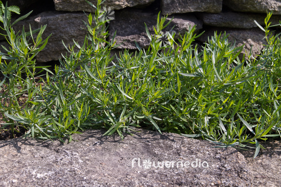 Artemisia dracunculus 'Sativa' - French tarragon (102538)