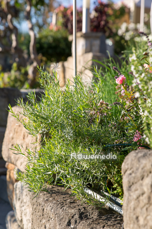 Artemisia dracunculus 'Sativa' - French tarragon (112819)