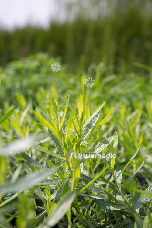 Artemisia dracunculus 'Sativa' - French tarragon (112820)