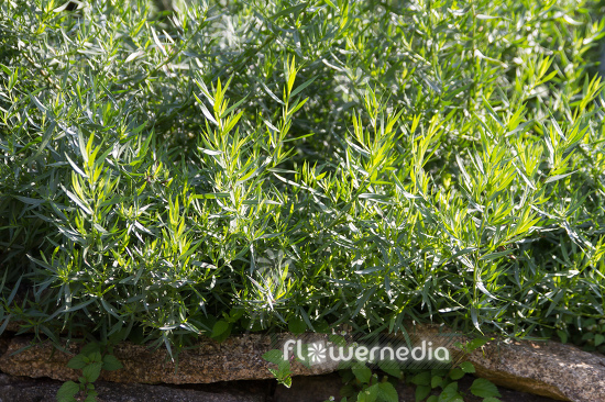 Artemisia dracunculus 'Sativa' - French tarragon (112821)