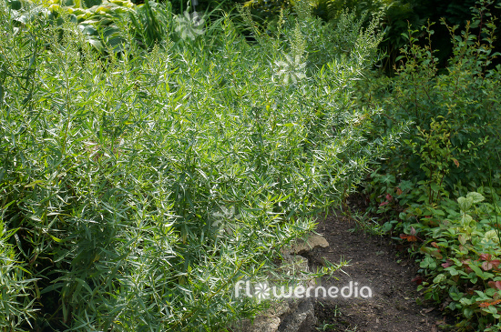Artemisia dracunculus 'Sativa' - French tarragon (112822)