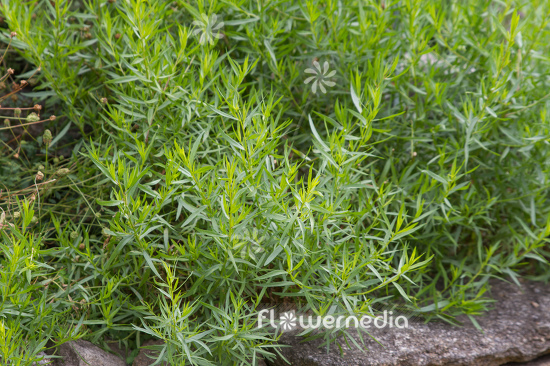 Artemisia dracunculus 'Sativa' - French tarragon (112823)