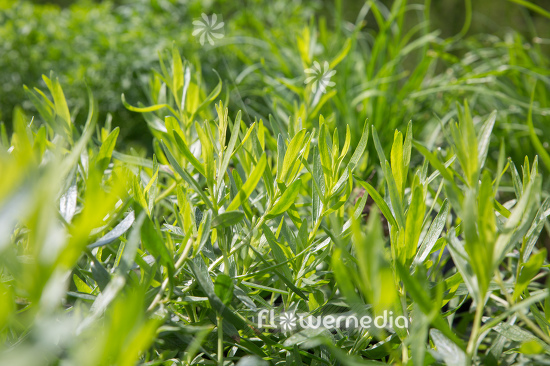 Artemisia dracunculus 'Sativa' - French tarragon (112824)