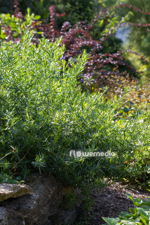 Artemisia dracunculus 'Sativa' - French tarragon (112825)