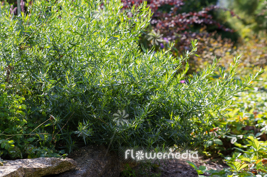 Artemisia dracunculus 'Sativa' - French tarragon (112826)