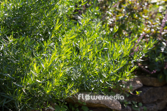 Artemisia dracunculus 'Sativa' - French tarragon (112828)