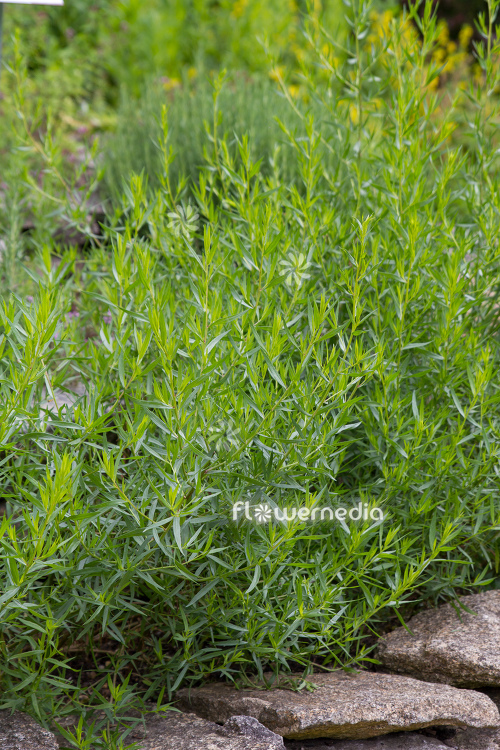 Artemisia dracunculus 'Sativa' - French tarragon (112830)