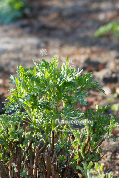 Artemisia gmelinii - Gmelin's wormwood (112835)