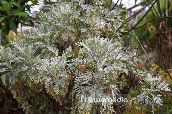 Artemisia gorgonum - Cape Verdean sagebrush (102539)