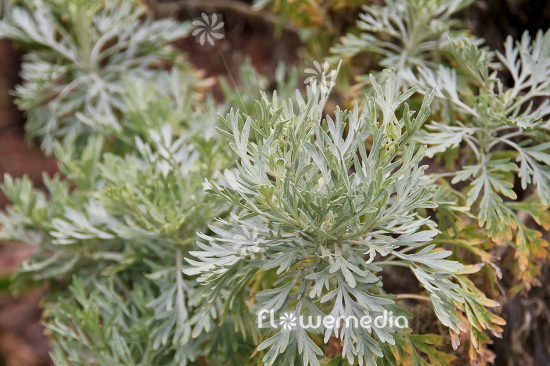 Artemisia gorgonum - Cape Verdean sagebrush (112836)