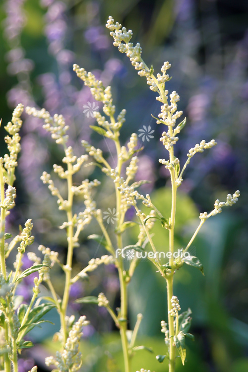 Artemisia lactiflora - White mugwort (112837)