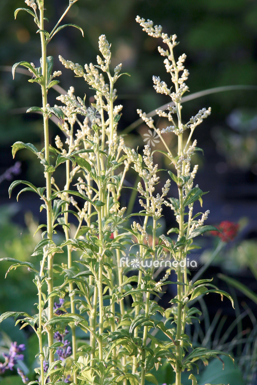 Artemisia lactiflora - White mugwort (112838)