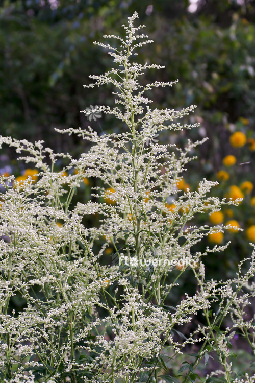 Artemisia lactiflora 'Elfenbein' - White mugwort (102540)