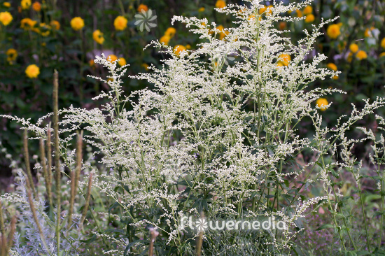 Artemisia lactiflora 'Elfenbein' - White mugwort (112839)