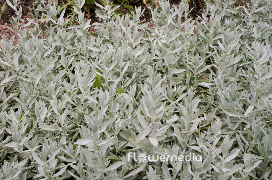Artemisia ludoviciana - Western mugwort (112840)