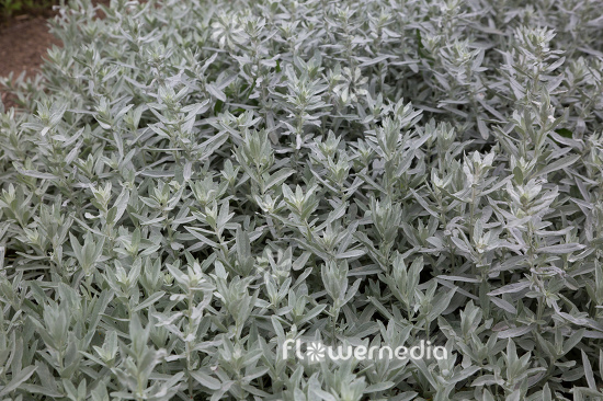 Artemisia ludoviciana - Western mugwort (112841)