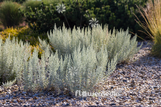 Artemisia ludoviciana - Western mugwort (112842)