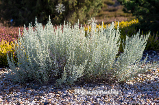 Artemisia ludoviciana - Western mugwort (112843)