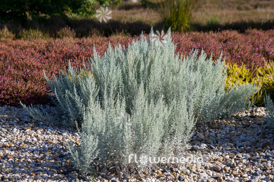Artemisia ludoviciana - Western mugwort (112844)